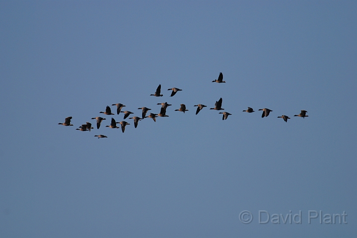 Pink-footed geese flock - C.JPG - Pink-footed geese flock - Norfolk